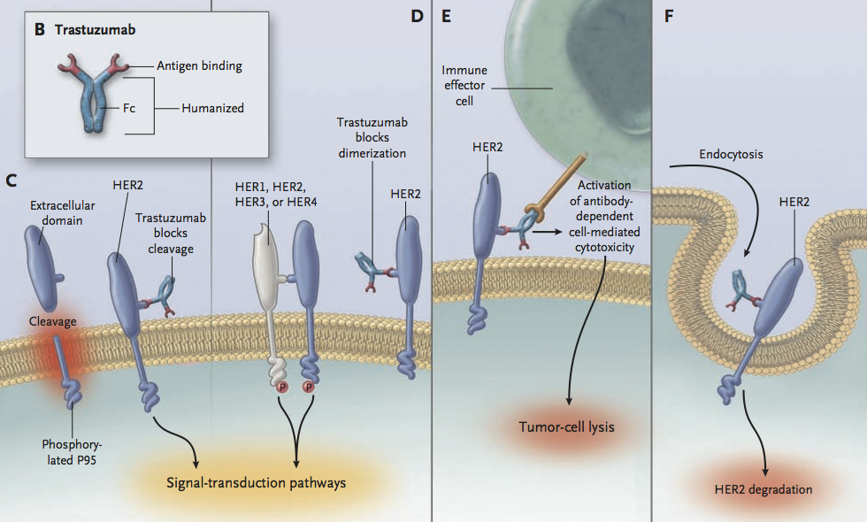 Herceptin MoA