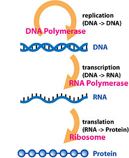 256px-Central_Dogma_of_Molecular_Biochemistry_with_Enzymes