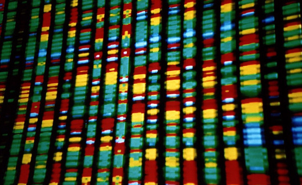 DNA-child-genome-main