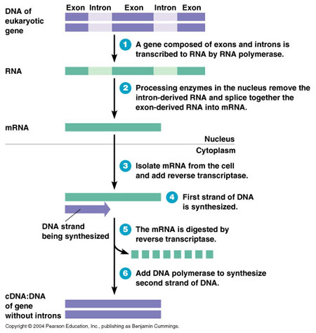 cdna