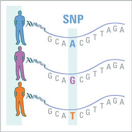 SNP_260x260