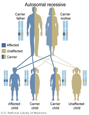 autorecessive