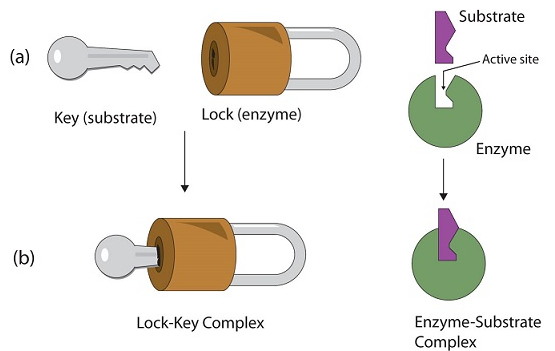 lock-key